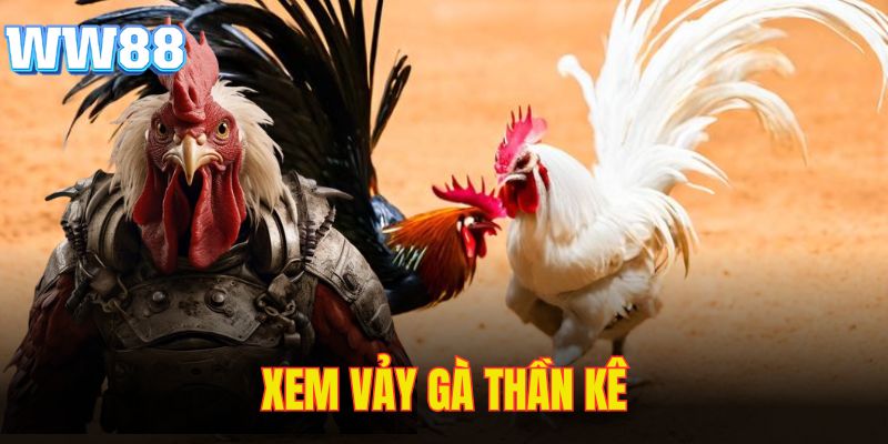 Xem Vảy Gà Thần Kê