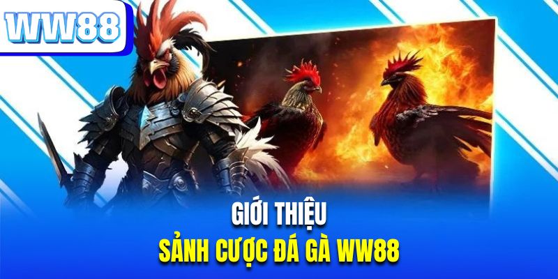 Thông tin thú vị về sân chơi đá gà WW88 trực tuyến