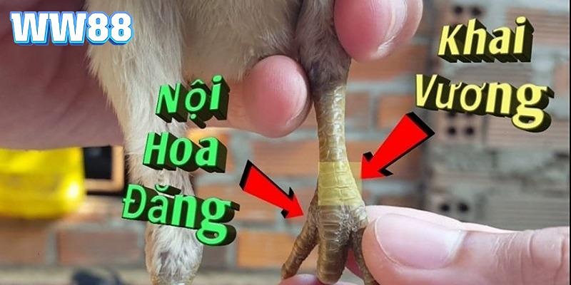 Khai Vương là loại vảy cực kỳ hiếm để chiến kê sở hữu